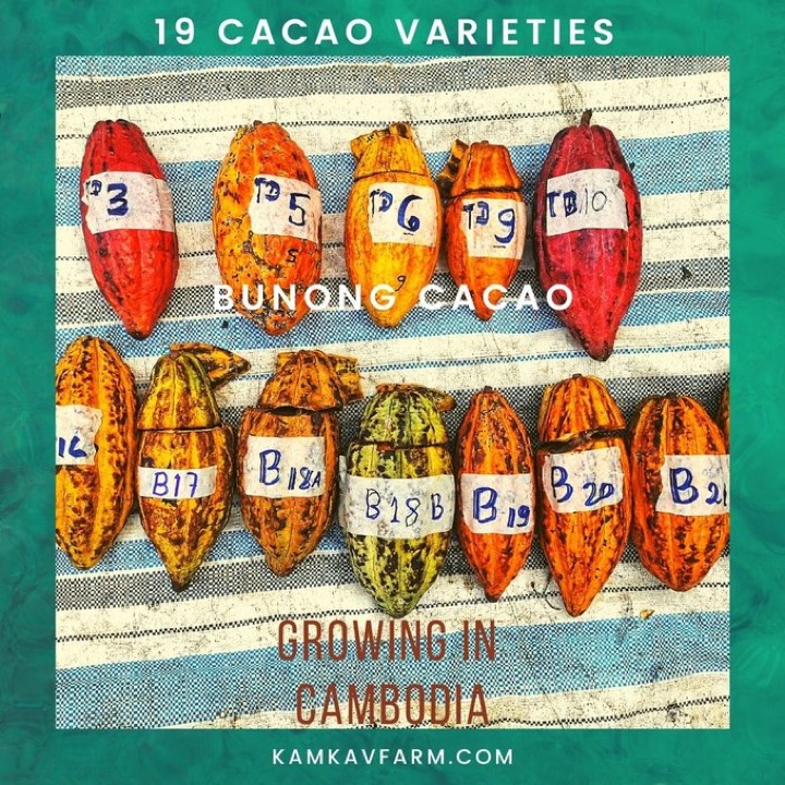 Labelled cacao pods of different sub-varieties