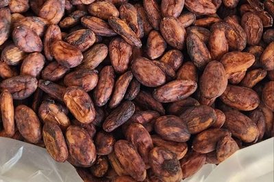 Graded Grade I cacao beans ready for export